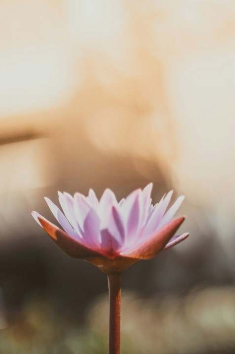 Hatha Yoga Kurs